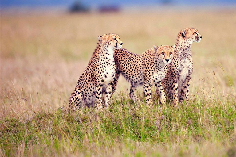 Arusha: 4-Day Serengeti and Ngorongoro Camping Safari