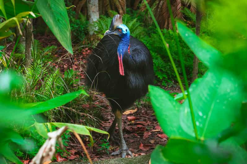 Aboriginal Cassowary Adventure & Chasing Waterfalls Tour 