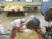 Parma, tour e degustazione di Parmigiano-Reggia - Housity