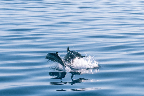 Lampedusa: Sunset Dolphin Sighting on a Pirate Ship