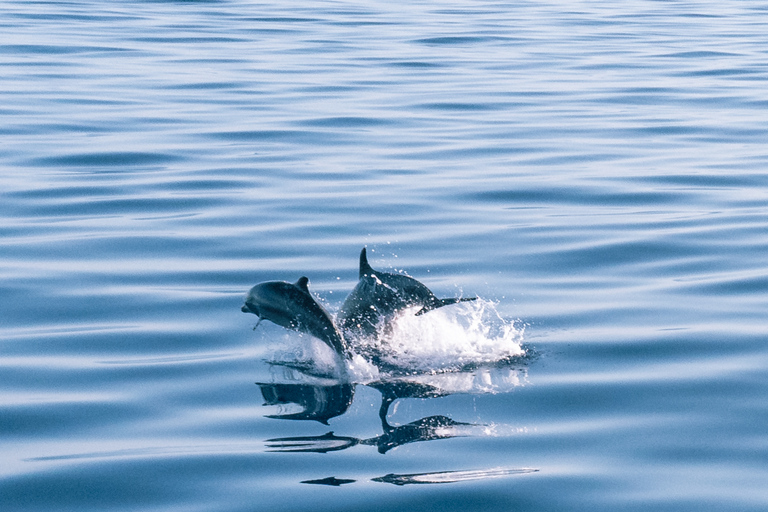 Lampedusa: Sunset Dolphin Sighting on a Pirate Ship