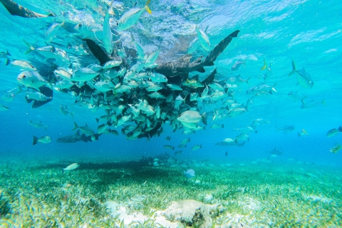 Caye Caulker: rezerwat morski Hol Chan z 7 przystankami podczas nurkowania z rurkąPrywatna wycieczka