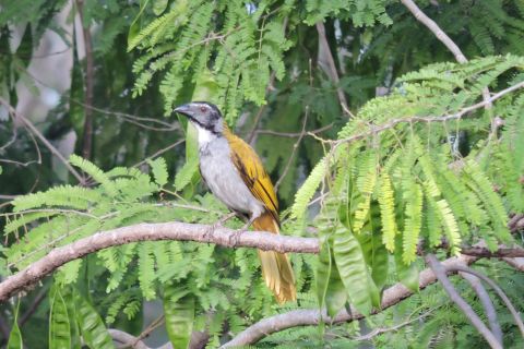 Puerto Morelos: tour di birdwatching sulla Ruta de los Cenotes