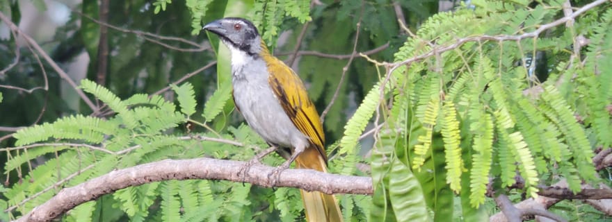 Puerto Morelos : Circuit d'observation des oiseaux Ruta de los Cenotes