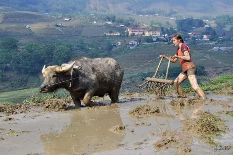 Desde Hanoi: Trekking de 2 días por Sapa hasta la aldea y el bungalow