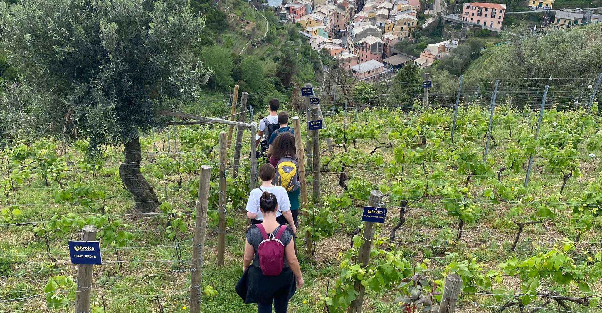 Vernazza, Panoramic Vineyard Trekking Tour w/ Wine Tasting - Housity