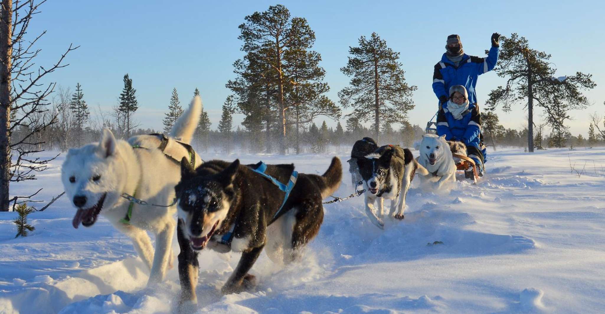 Kiruna, selbstfahrende Husky-Morgentour - Hizvo