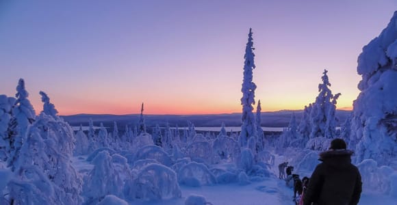 Kiruna: Guided Afternoon Drive Your Own Dog Sled Tour