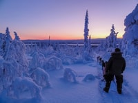 Kiruna, guida pomeridiana Guidare il proprio cane Sled Tour - Hizvo