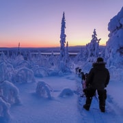 Kiruna : après-midi guidé, visite en traîneau à chiens