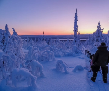 Kiruna: Tour guidato pomeridiano alla guida delle slitte trainate da cani