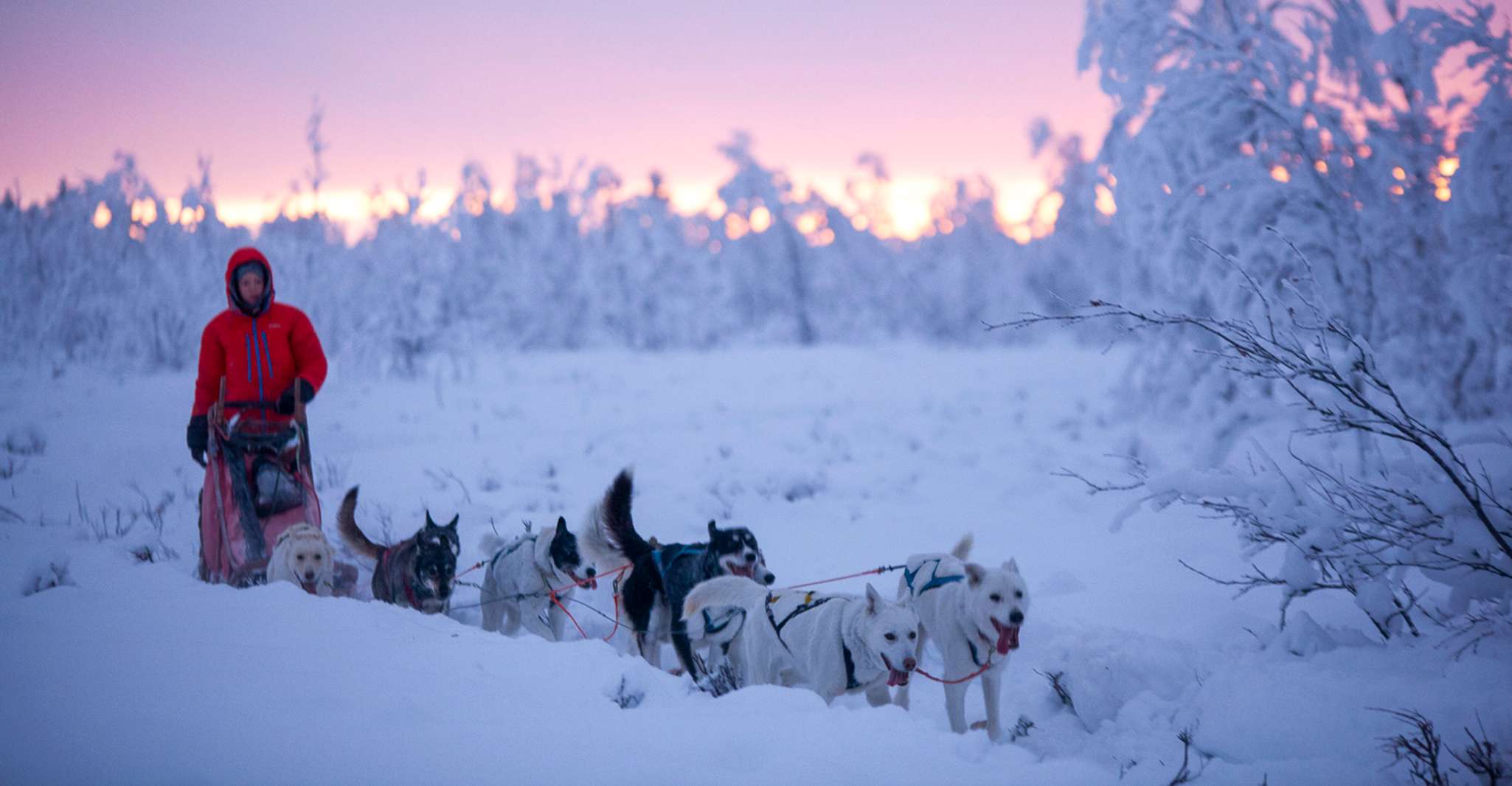 Kiruna, geführter Nachmittag Fahren Sie Ihre eigene Hundeschlittentour - Hizvo