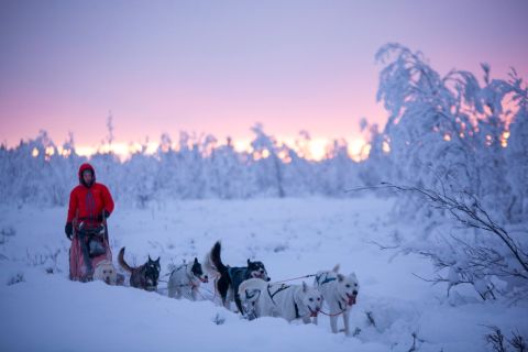 Kiruna: Tarde guiada en trineo tirado por perros