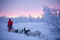 Kiruna, guida pomeridiana Guidare il proprio cane Sled Tour - Hizvo