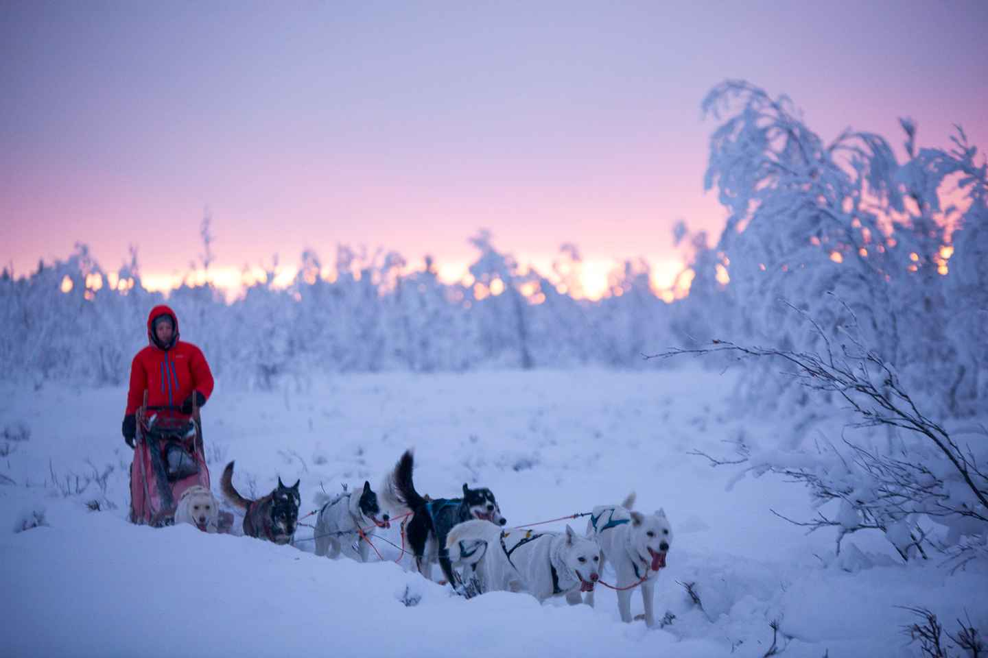 Kiruna: Guided Afternoon Drive Your Own Dog Sled Tour