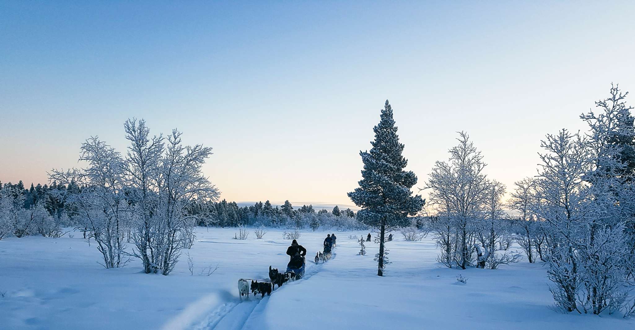 Kiruna, geführter Nachmittag Fahren Sie Ihre eigene Hundeschlittentour - Hizvo