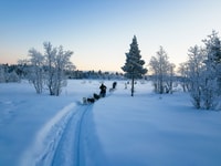 Kiruna, guida pomeridiana Guidare il proprio cane Sled Tour - Hizvo