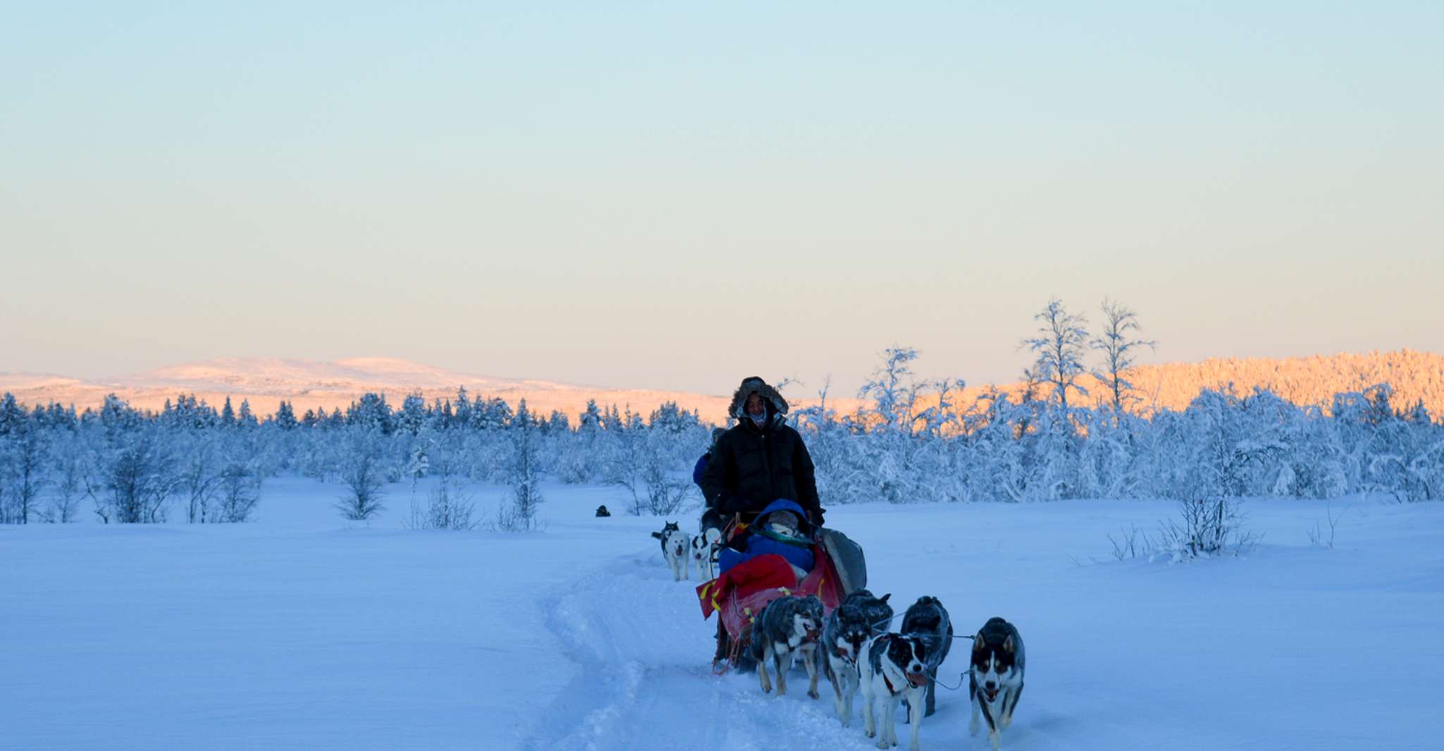 Kiruna, geführter Nachmittag Fahren Sie Ihre eigene Hundeschlittentour - Hizvo