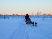 Kiruna, guida pomeridiana Guidare il proprio cane Sled Tour - Hizvo