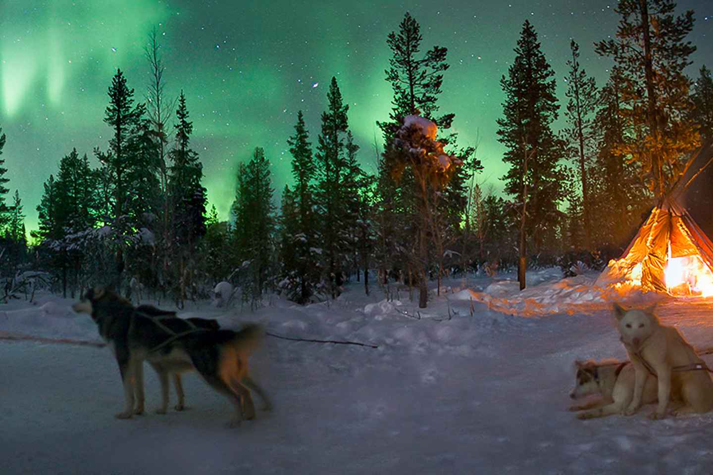Frá Kiruna: Leiðsögn um norðurljós á sleða með hundum