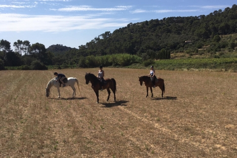 Mallorca: Randa's Valley-paardrijervaring