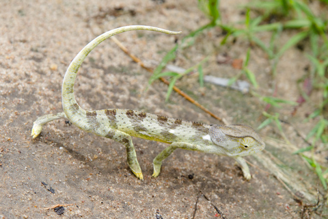 من زنجبار: رحلة سفاري في سيلوس غراي لمدة يومين وليلة واحدة مع رحلات طيرانرحلات سفاري مشتركة مع سيار