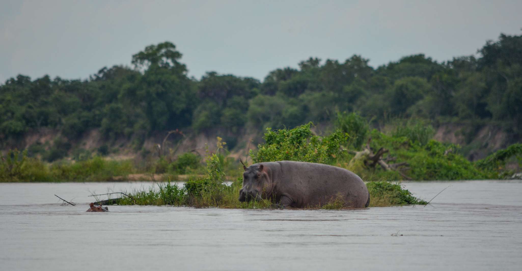 From Zanzibar, 3-Day Safari Selous with Flights - Housity