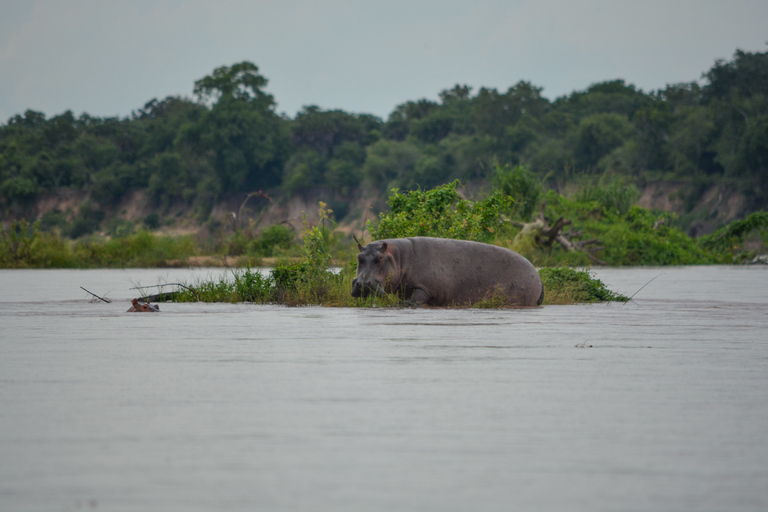 From Zanzibar: 3-Day Nyerere National Park Safari with Meals