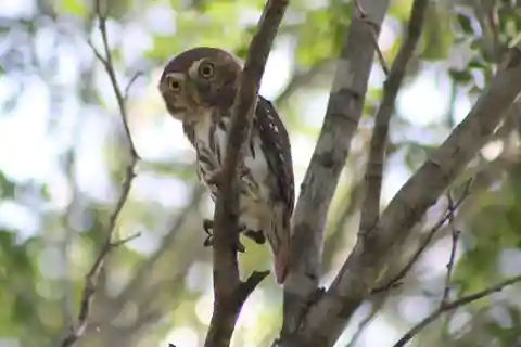 Tulum : Randonnée guidée d'observation des oiseaux dans la réserve de biosphère de Sian Ka'an