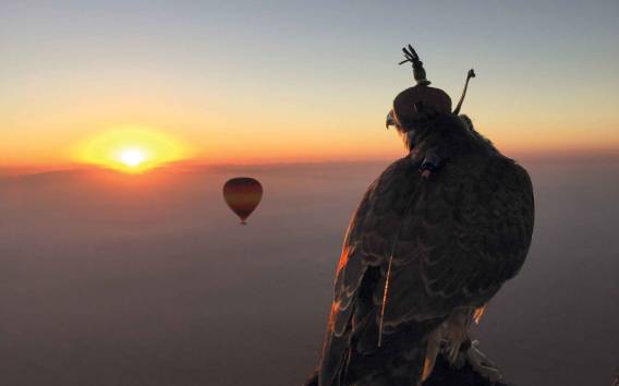 Dubai: Heißluftballonfahrt mit Falken-Show im Flug