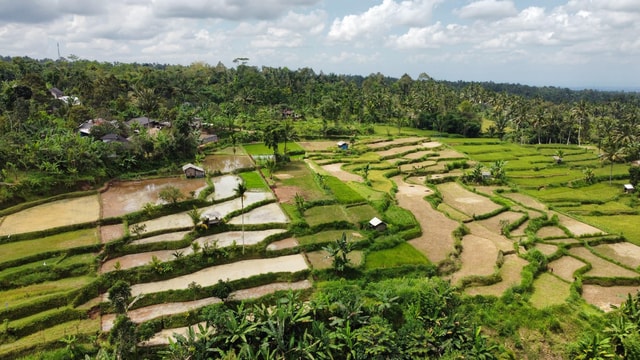 Tetebatu: Rice Field, Waterfall, and Monkey Forest Tour