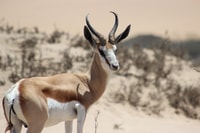 Walvis Bay, Sandwich Harbour Half-Day 4x4 Scenic Excursion - Hizvo