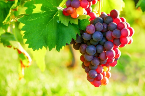 Von Nizza aus: Provenzalischer Markt & Weinverkostung Ganztagestour