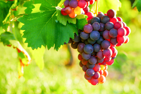 Au départ de Nice : Journée complète de marché provençal et dégustation de vinsAu départ de Nice : Journée complète de marché provençal et dégustation de vin