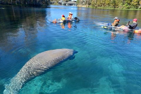 Silver Springs: Paddleboard or Kayak Guided Adventure Tour