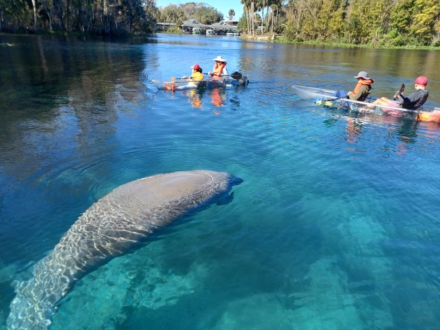 Visit Silver Springs Manatees and Monkeys Clear Kayak Guided Tour in Ocala