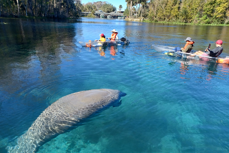 Silver Springs : Lamantins et singes Visite guidée en kayak clairSilver Springs : Les lamantins et les singes : visite guidée en kayak transparent