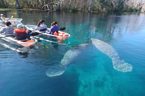 Silver Springs: Manatees and Monkeys Heldere kajak rondleidingSilver Springs: Manatees en apen Heldere kajak begeleide tour