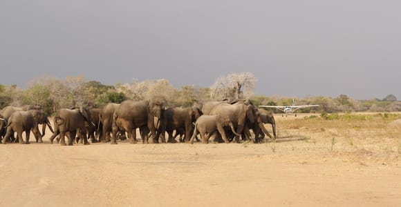 From Zanzibar: 3-Day Selous All-Inclusive Safari Trip and Flight