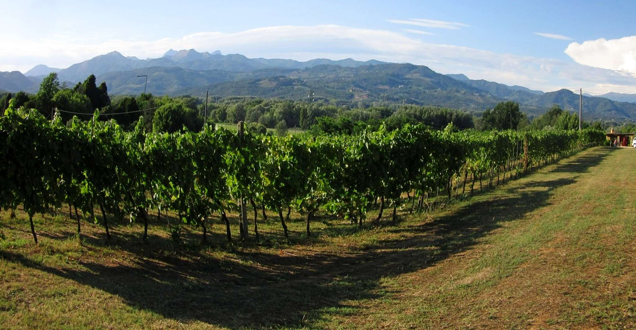 Lucca, Fahrradverleih mit Picknick Mittagessen in einem Weinberg - Hizvo