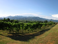 Lucques, Location de vélos avec pique-nique Déjeuner dans un vignoble - Hizvo