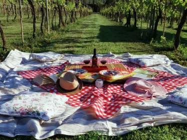 Lucca: Fahrradverleih mit Picknick-Mittagessen auf einem Weingut