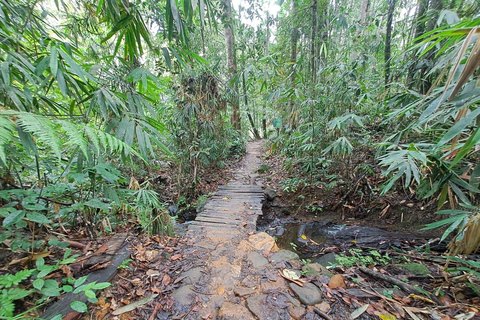 辛哈拉加雨林之旅