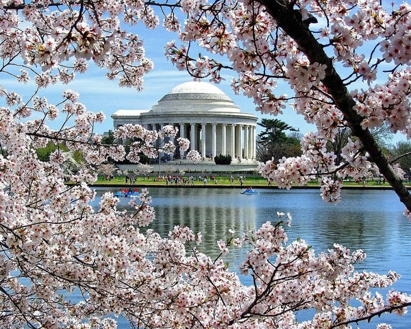 Washington DC : Cherry blossom walking tour