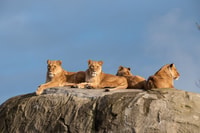Emmen, Wildlands Adventure Zoo e Rimbula River Cruise - Housity