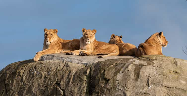 Emmen: Wildlands Adventure Zoo and Rimbula River Cruise | GetYourGuide