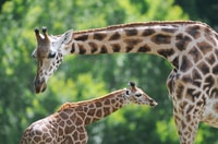 Emmen, Wildlands Adventure Zoo e Rimbula River Cruise - Housity
