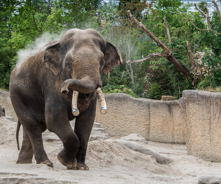 Emmen: Wildlands Adventure Zoo and Rimbula River Cruise