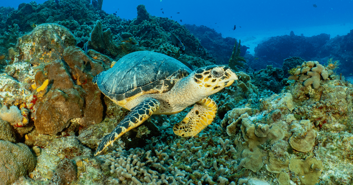 Cozumel: Snorkeling Boat Tour | GetYourGuide