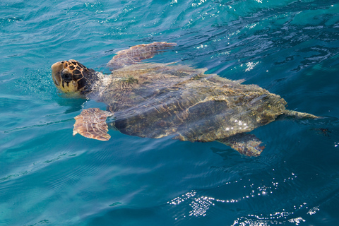 Isla de las Tortugas, Avistamiento de Tortugas, Rocas Mizithres, Cuevas KeriIsla de las Tortugas, Avistamiento de tortugas, Rocas de Mizithres, Cuevas de Keri